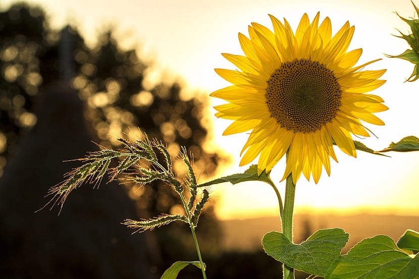 Sol parcial: cuántas horas de sol necesita cada planta