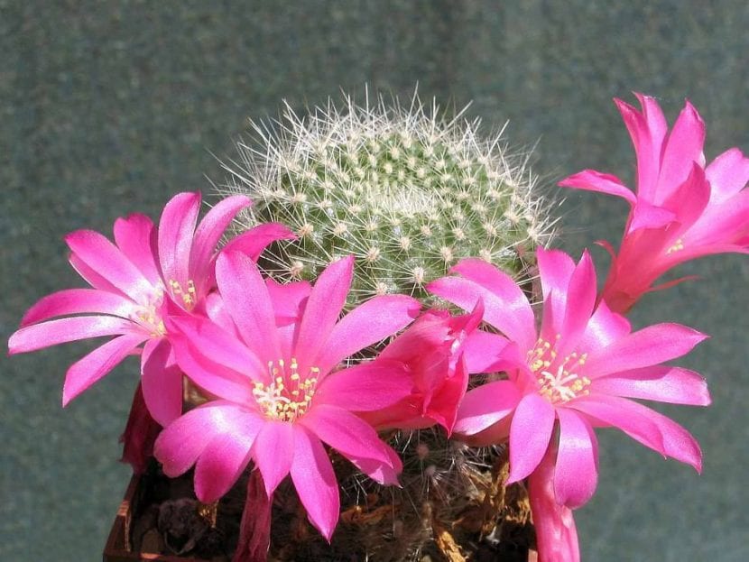 Rebutia senilis