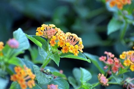 Lantana camara en flor, arbusto rústico de poco mantenimiento