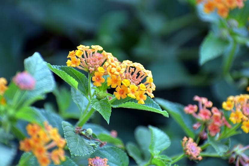 Flor de la Lantana Camara de color anaranjado