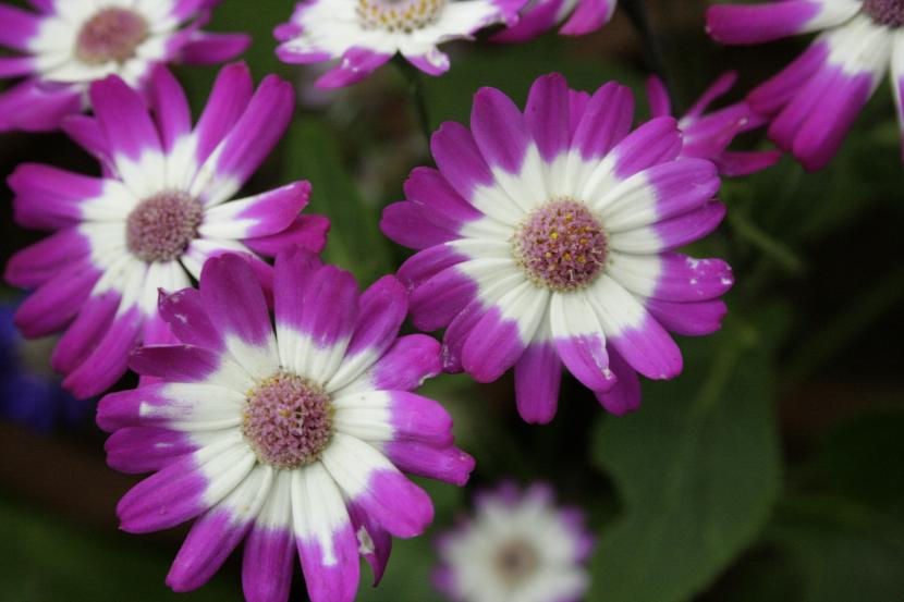Cineraria