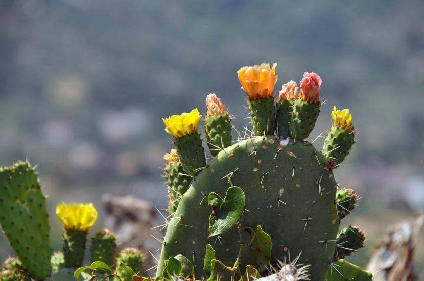 Opuntia