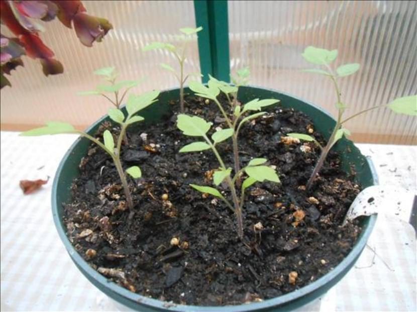 Tomateras