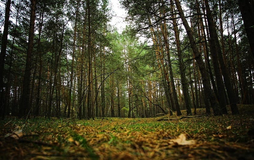 Los sotobosques son areas que se encuentran debajo de los arboles que son mas altos