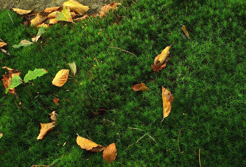 La cantidad de luz que puede llegar al sotobosque es bastante limitada