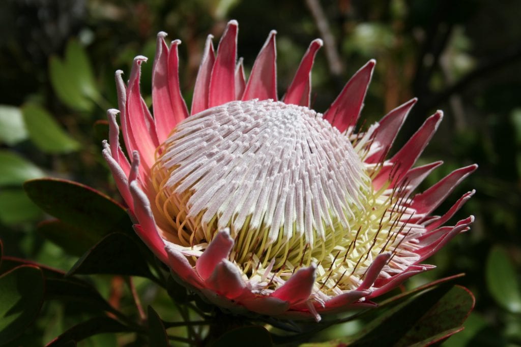 Protea cynaroides