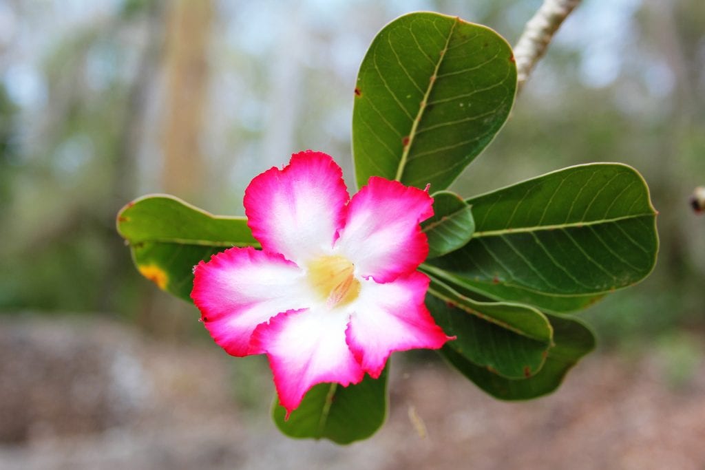 Adenium obesum