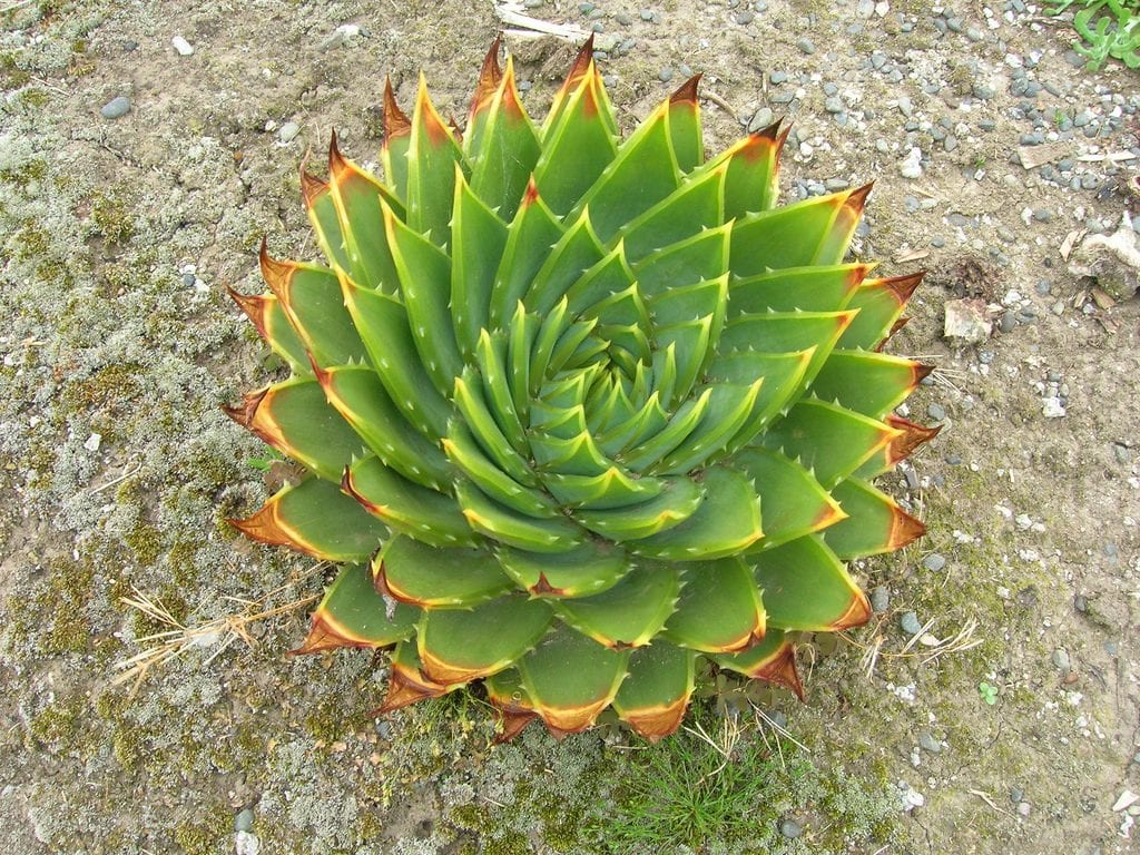 Aloe polyphylla