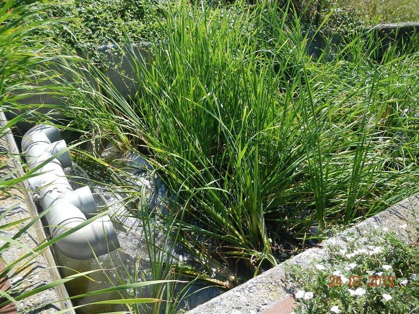 Plantas macrófitas en agua