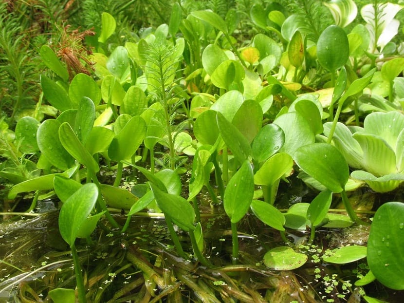 Plantas macrófitas