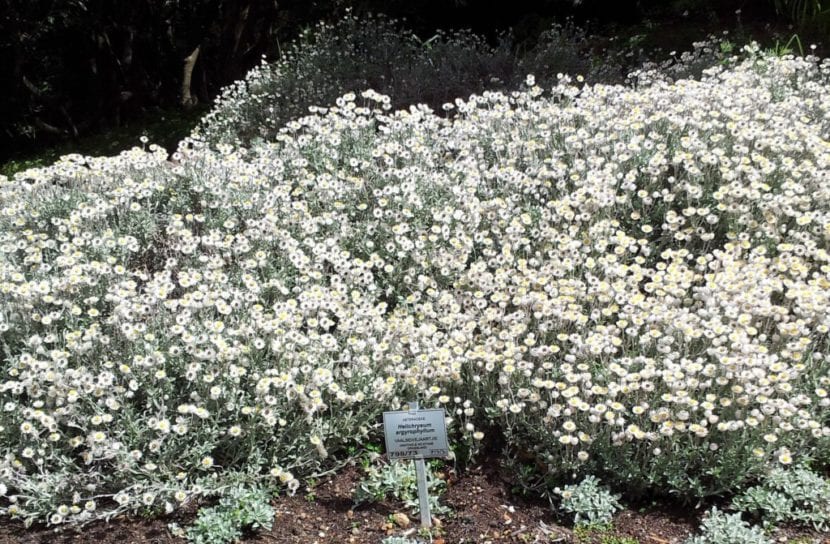 Helichysum argyrophyllum