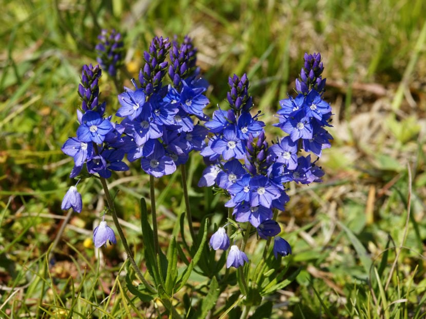 Veronica prostrata subsp. scheeri