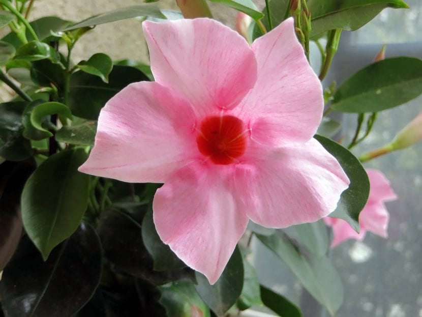 Flor de Mandevilla rosa
