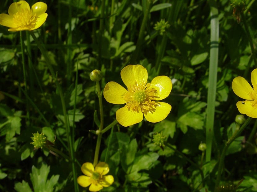 Detalle del Ranuluncus repens