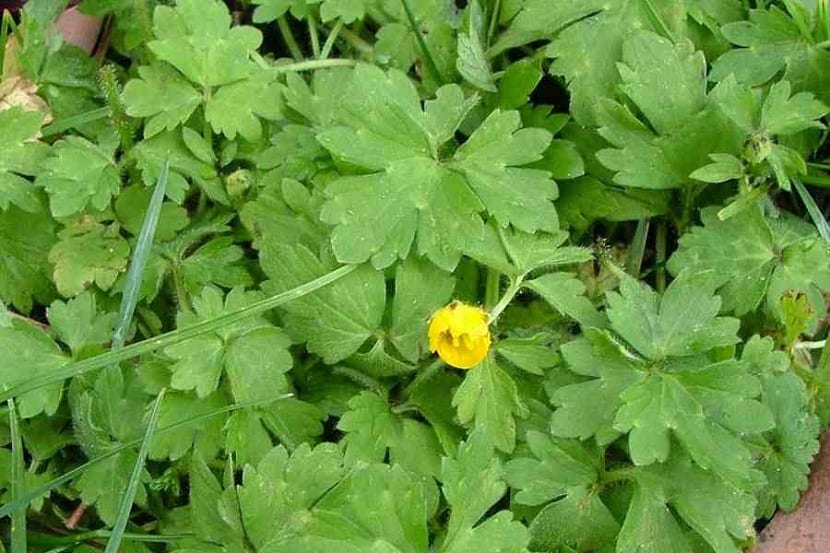 Flores del botón de oro