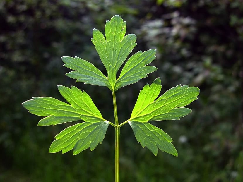 Hojas del Ranuluncus repens