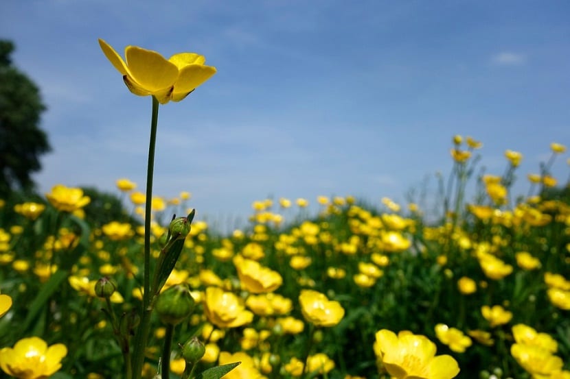 Ranunculus acris, botón de oro