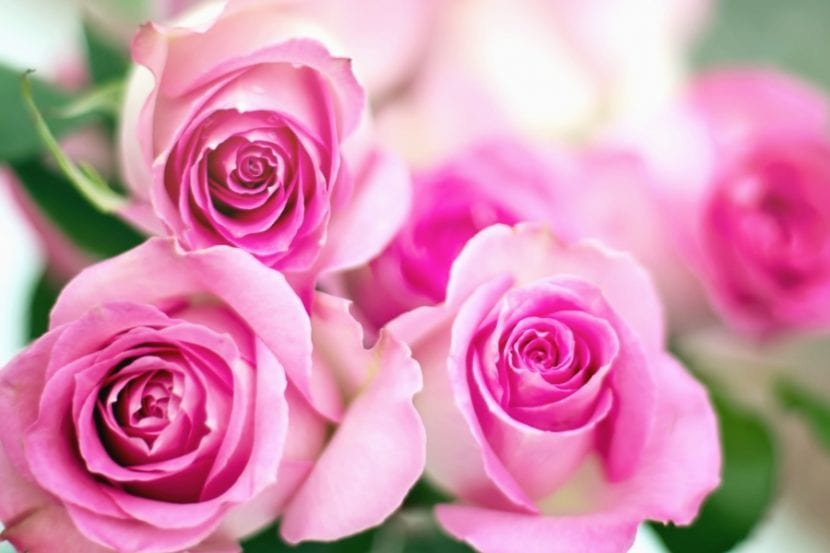Las rosas entraron en el Libro Guinness de los Récords