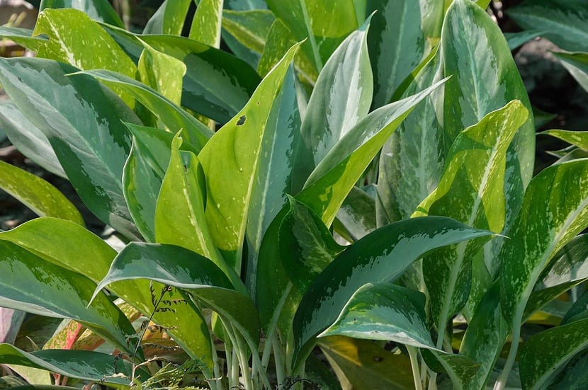 Aglaonema nitidum, comúnmente conocida como la Reina de Plata