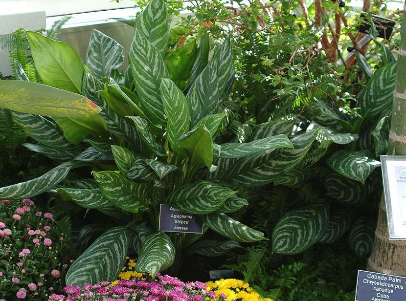 plagas y enfermedades de la Aglaonema nitidum