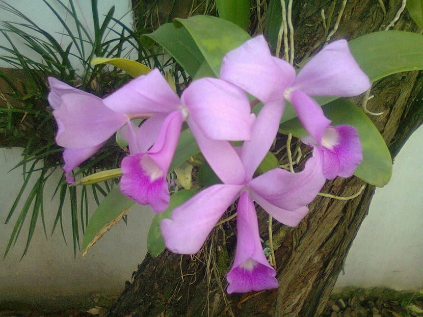 Plantas epífitas