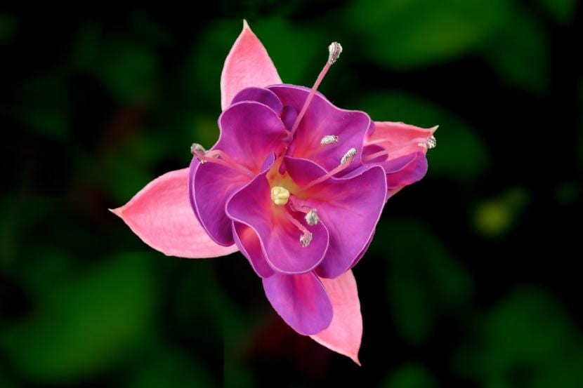 Flor de Fuchsia