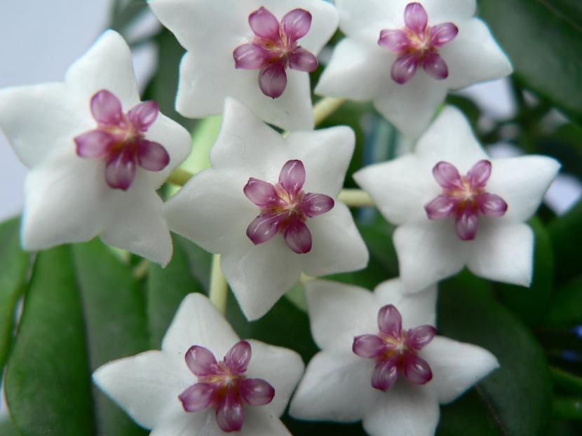 Flor de Hoya