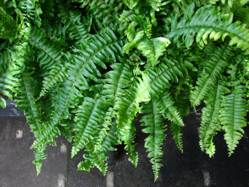 Nephrolepsis