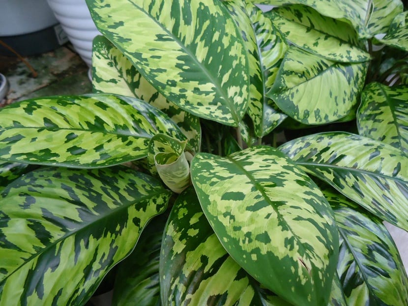 beneficios de Homalomena wallisii