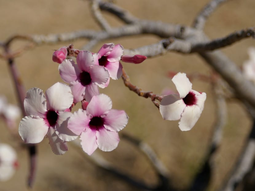 Adenium boehmianum