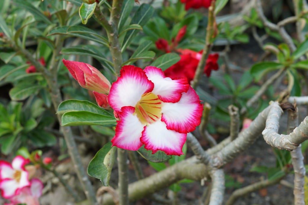 Rosa del desierto (Adenium obesum): cuidados y cultivo