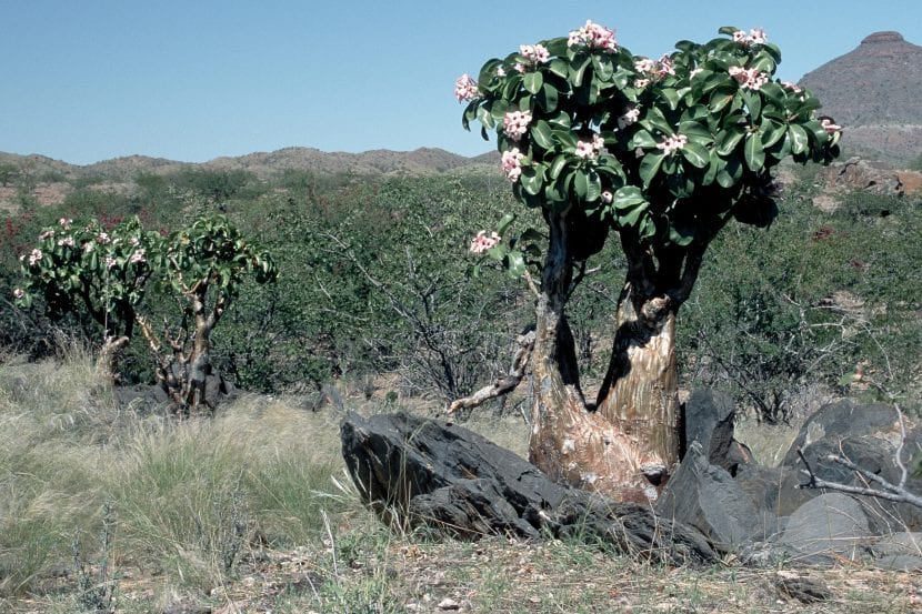 Adenium obesum subsp. boehmianum