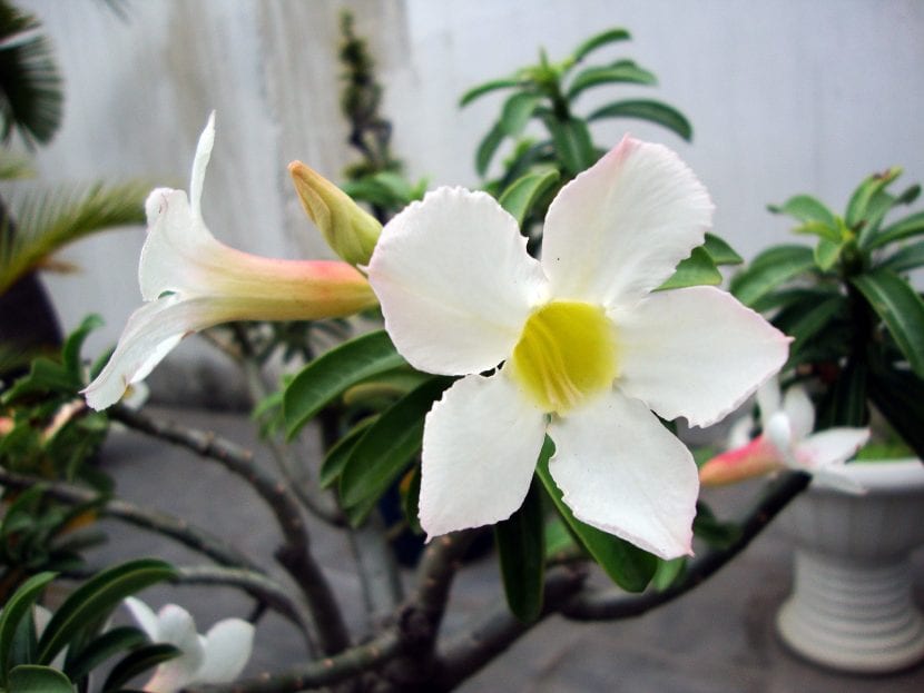Adenium obesum de flor blanca