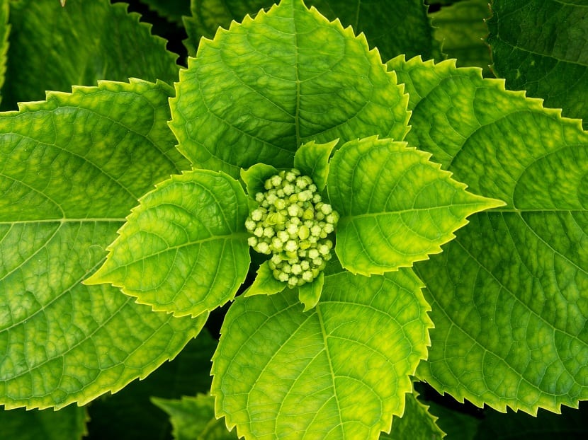 cuidados plantas acidas