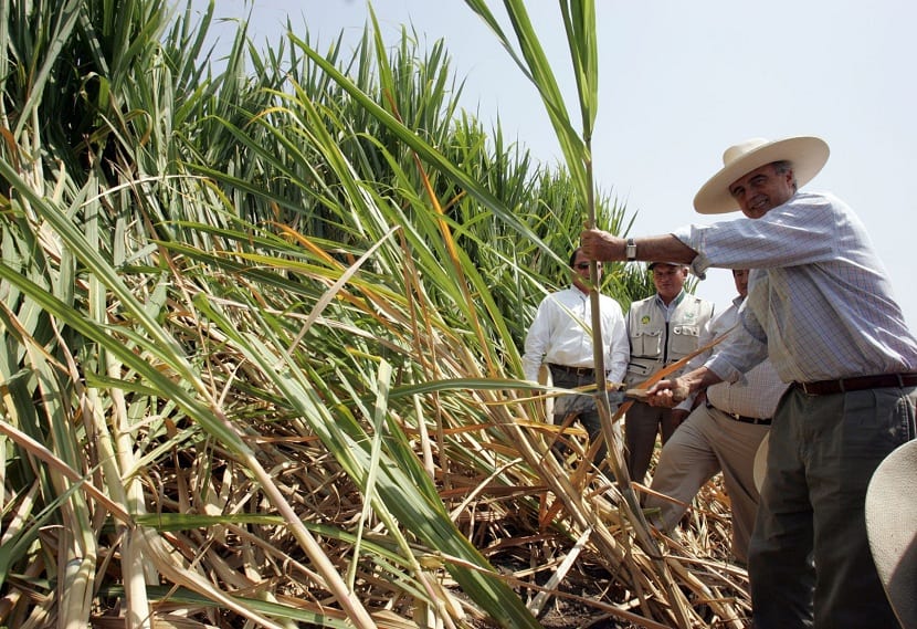 Producción de caña de azúcar a nivel mundial
