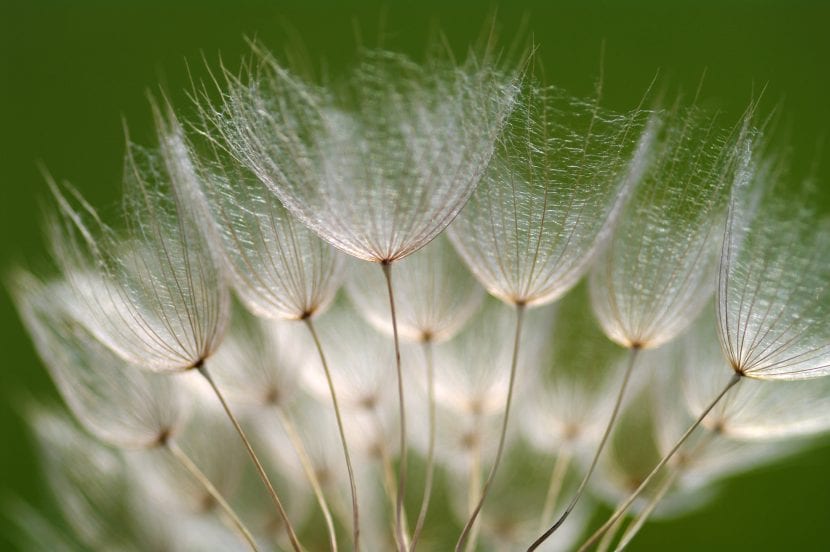 Flor de salsifis