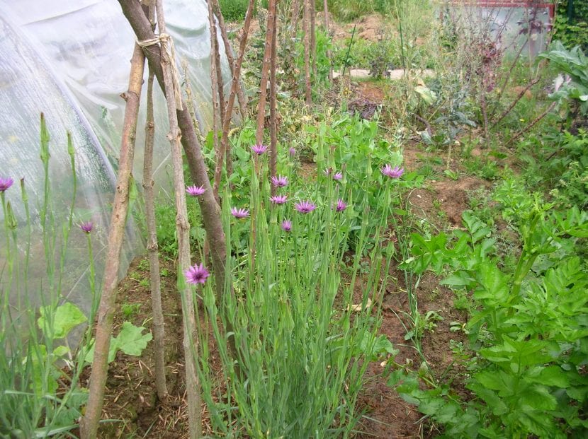 Planta de salsifis