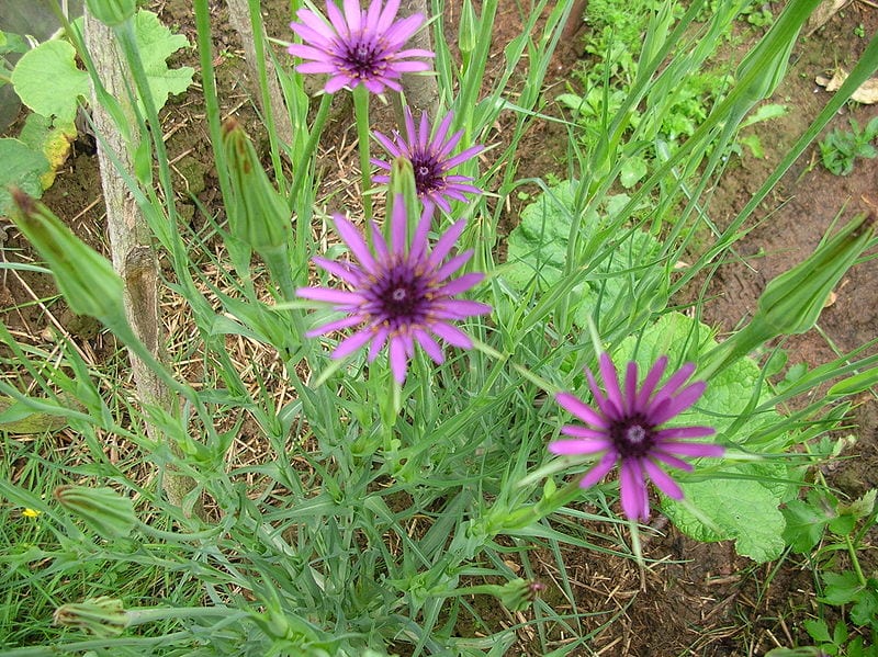 Salsifis en flor
