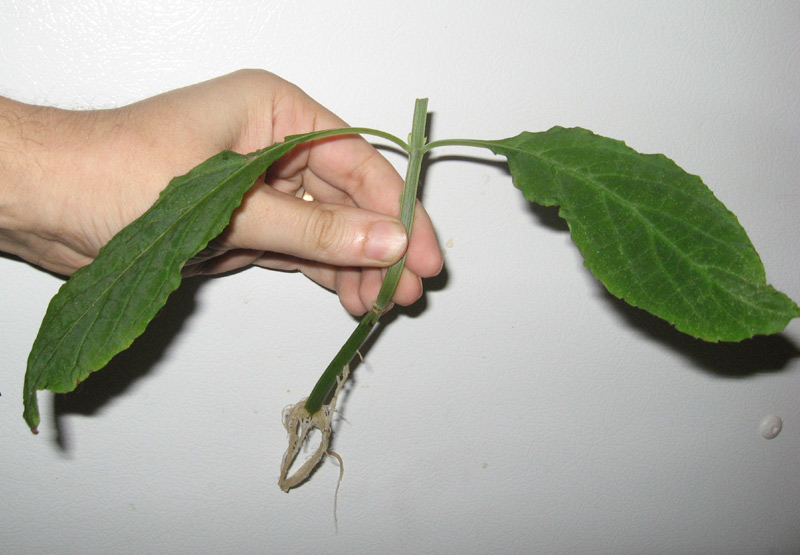 La Salvia divinorum se multiplica por esquejes