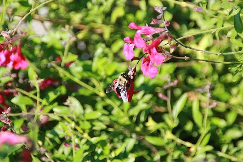 Salvia greggii de flor rosa