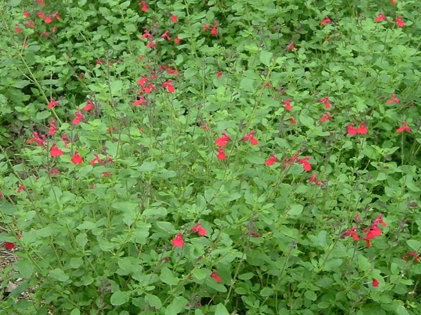 Vista de la Salvia greggii