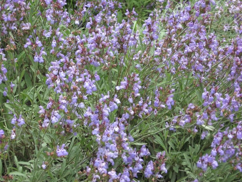 Riega tu Salvia officinalis para que florezca