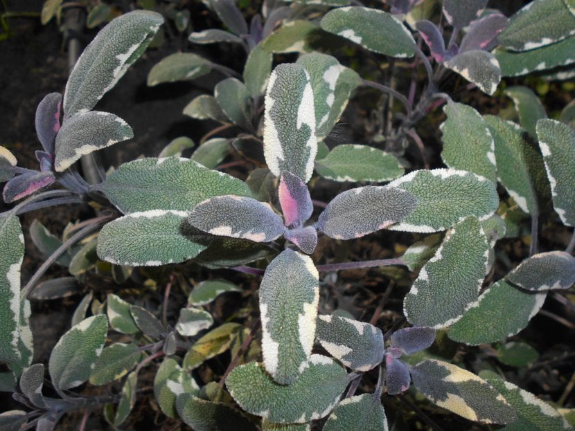 Ejemplar de Salvia officinalis 'Tricolor'