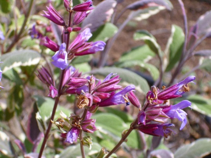 Preciosas flores rosadas de la Salvia officinalis