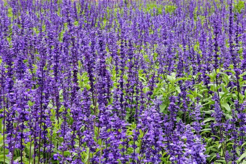 Plantas de Salvia común en flor