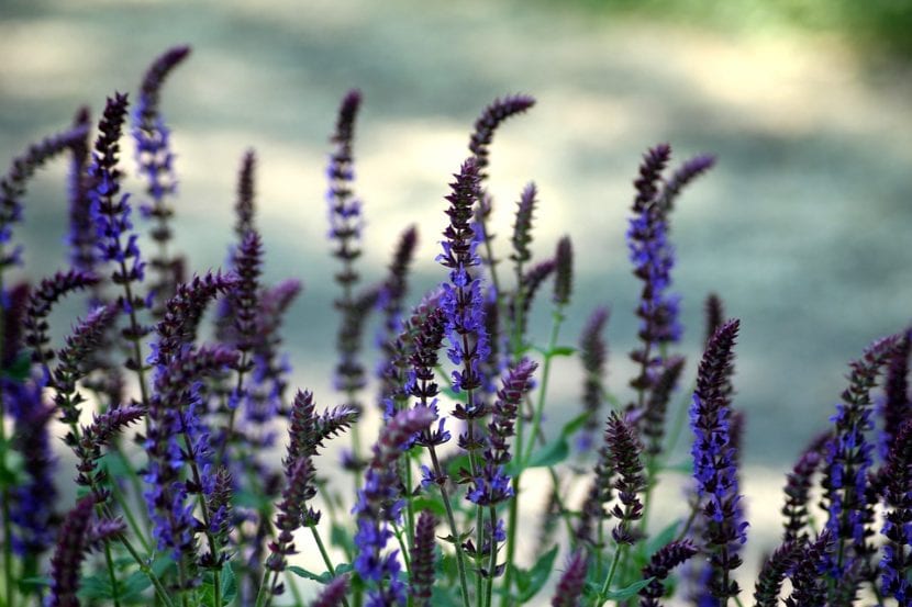 Las flores de la Salvia pratensis son violetas