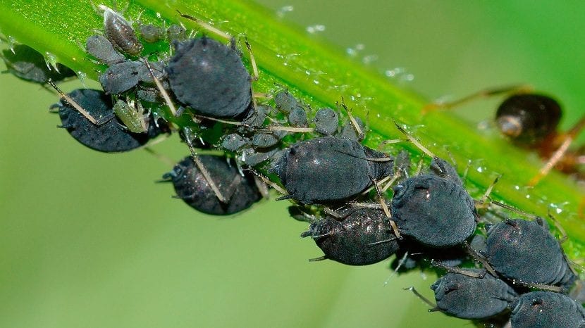 Pulgones en una planta