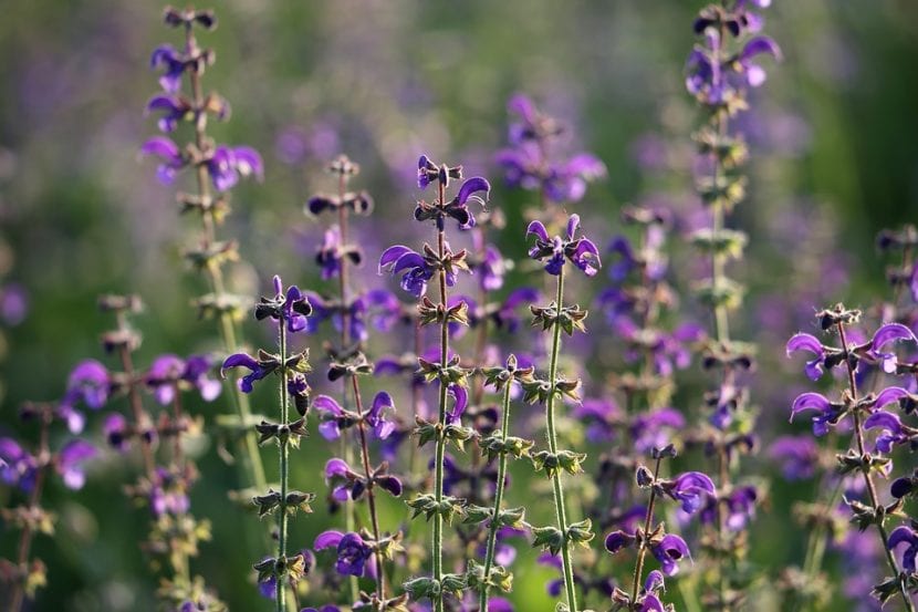 La Salvia pratensis es una planta muy bonita