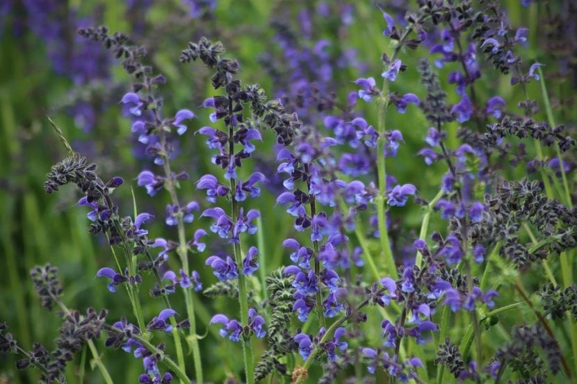 La Salvia pratensis es una hierba muy interesante