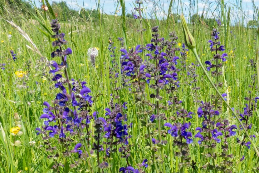 Vista de la Salvia pratensis en hábitat